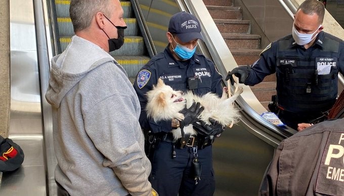 Illustration de l'article : Les agents de sécurité d’une gare alertés par les cris de douleur d’un chien, dont la patte s’est coincée dans le mécanisme de l’escalator